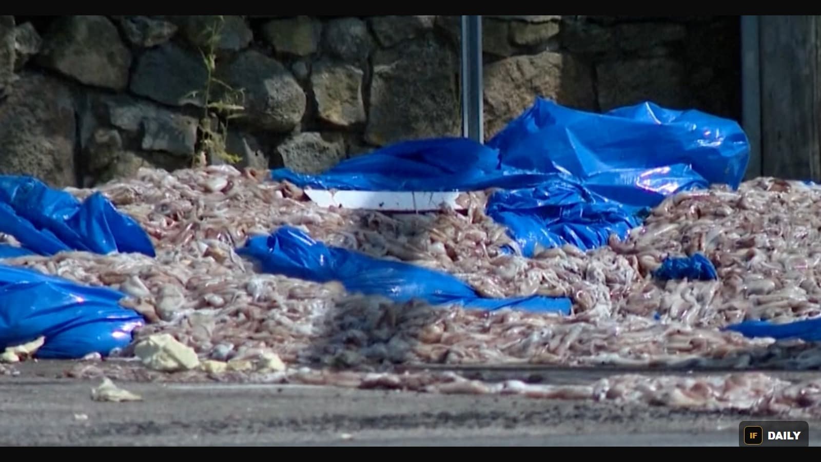 Close-up of a large pile of spilled squid and blue tarps covering a roadway