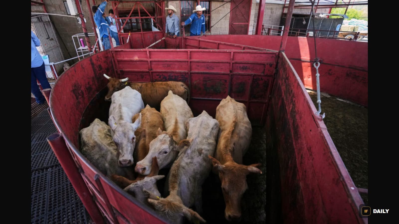 A pen full of cattle being inspected by workers at a border livestock facility