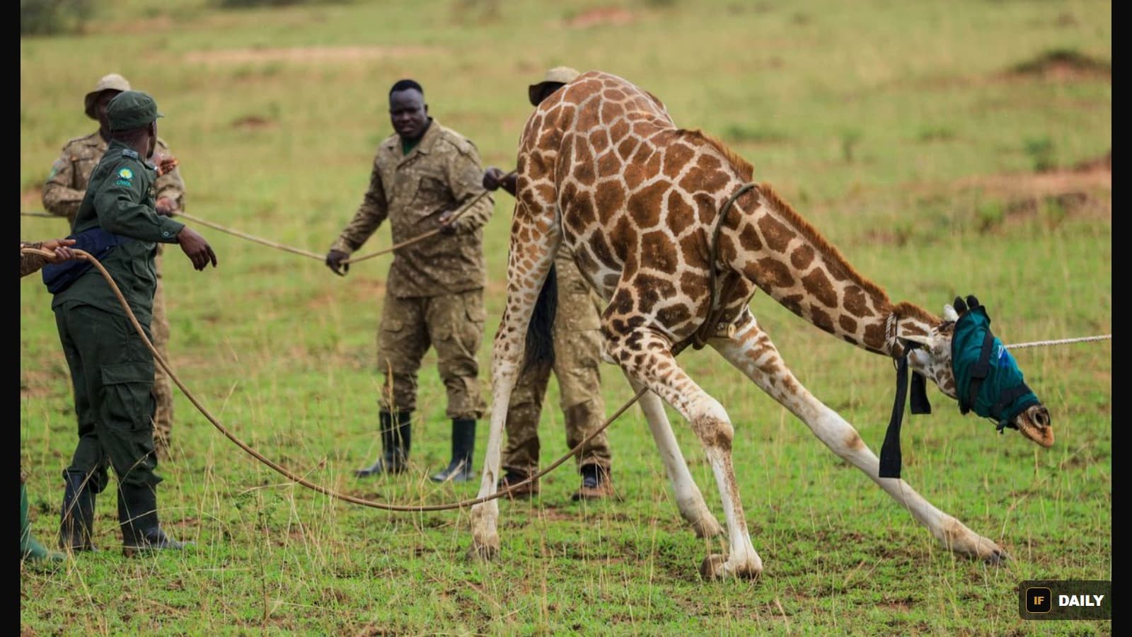 Uganda Wildlife Authority rangers holding ropes and steadying a sedated giraffe with its eyes covered by a cloth blindfold