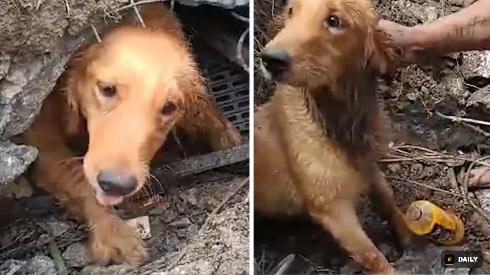 A muddy golden retriever peering out from a small opening in rubble and debris