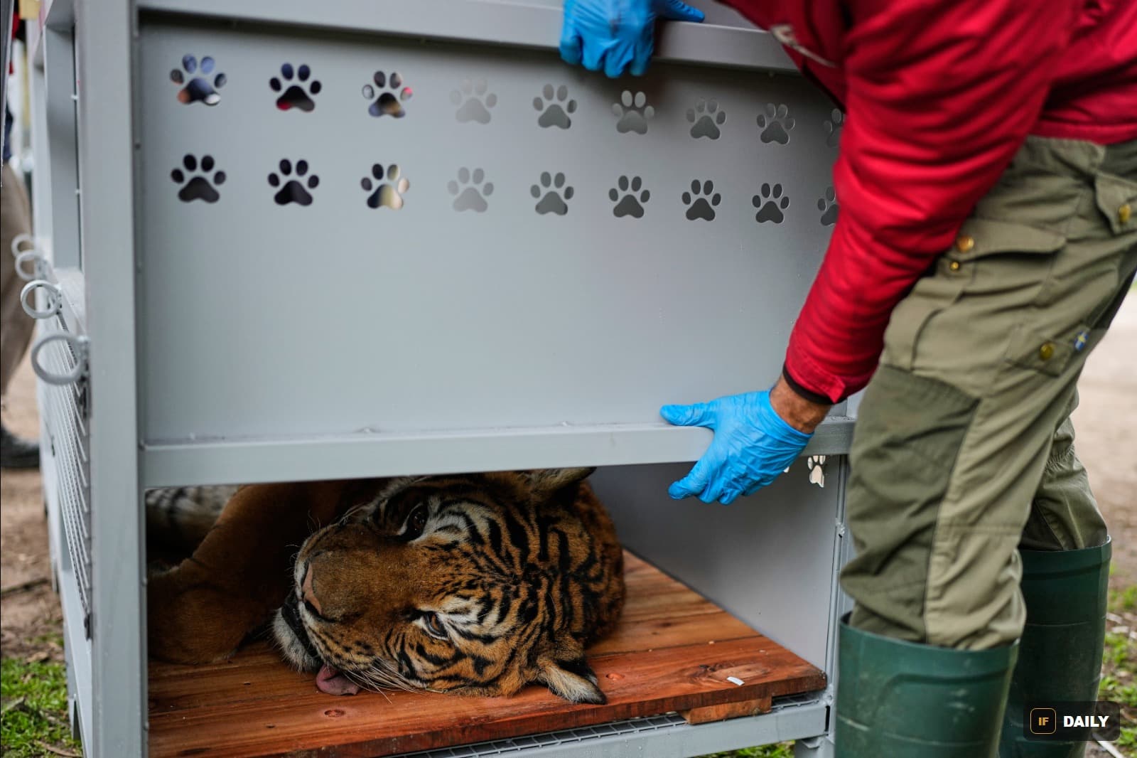 A tiger lying inside a metal transport crate decorated with paw-print cutouts, as a handler in a red shirt and blue gloves steadies the crate