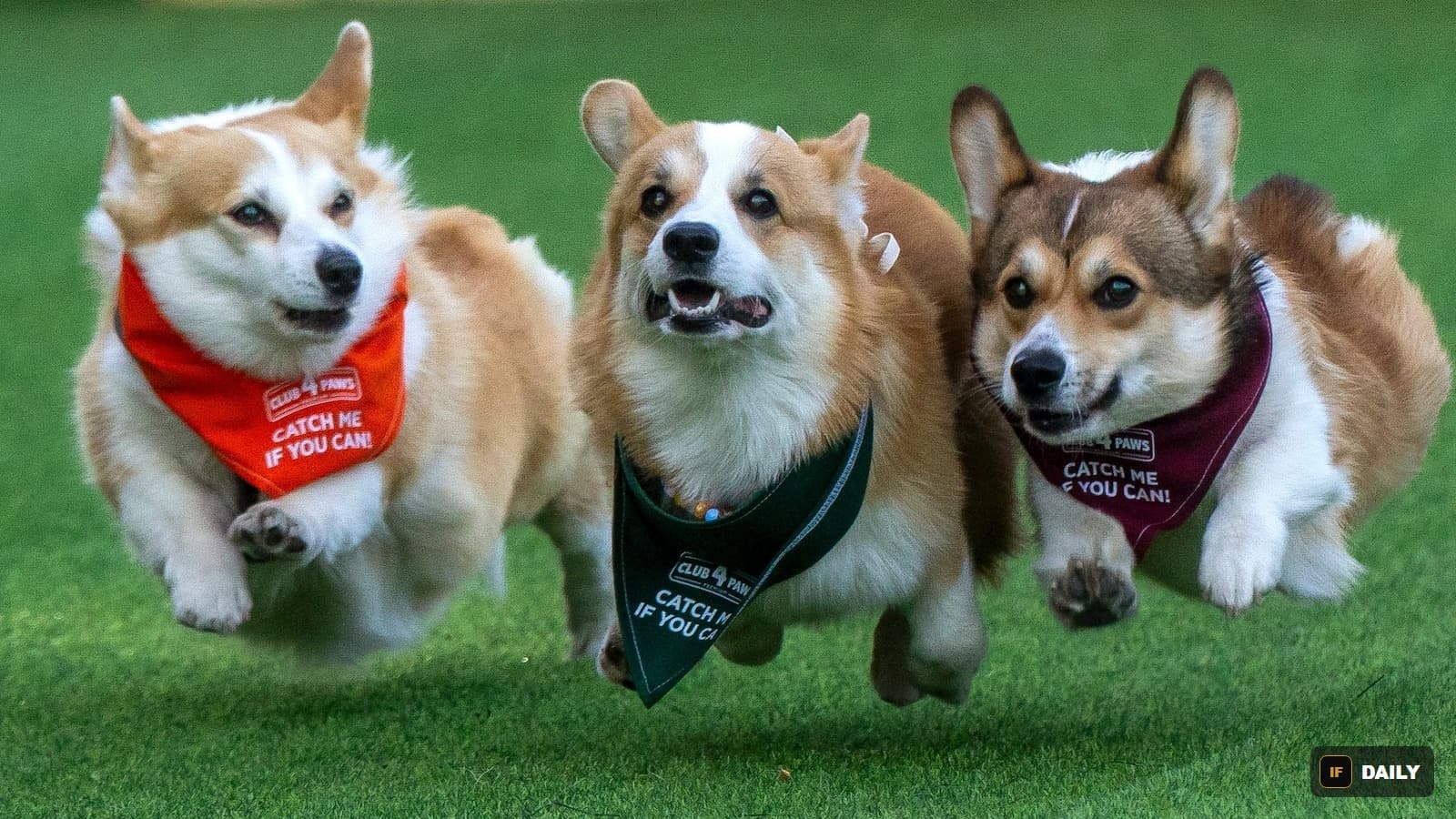 Three corgis wearing colorful "Catch me if you can" bandanas sprinting across grass