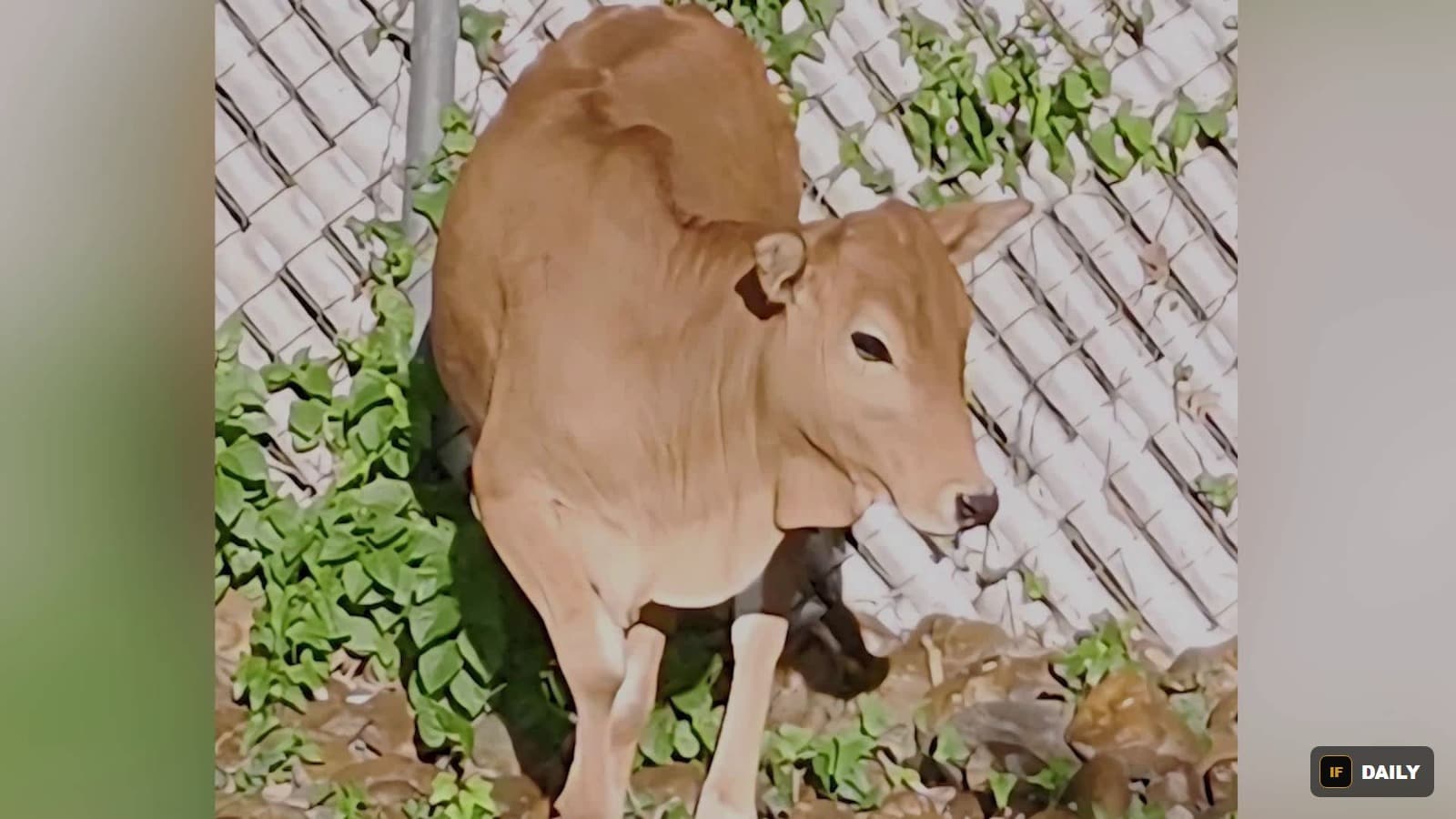 A young tan-colored calf standing near a chain-link fence and greenery