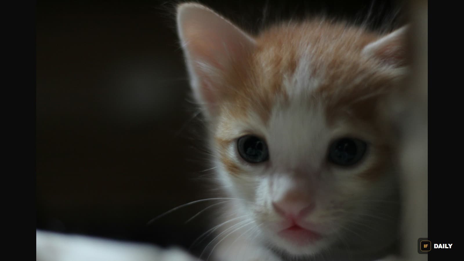 A small orange and white kitten looking directly at the camera with wide eyes